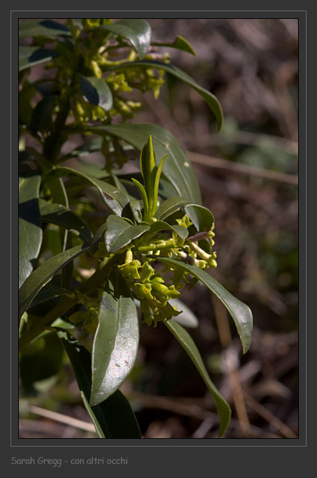 Daphne laureola / Dafne laurella