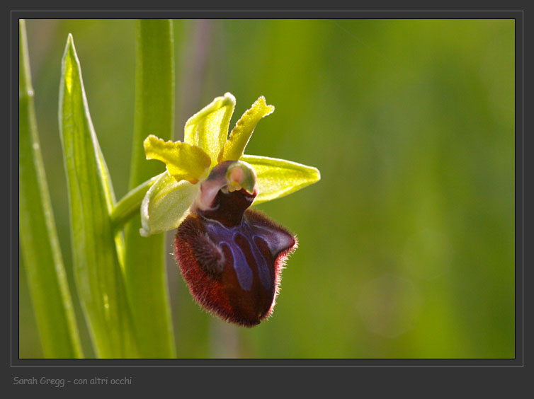 Ophrys sphegodes