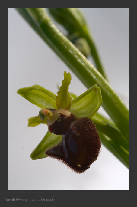 Ophrys sphegodes