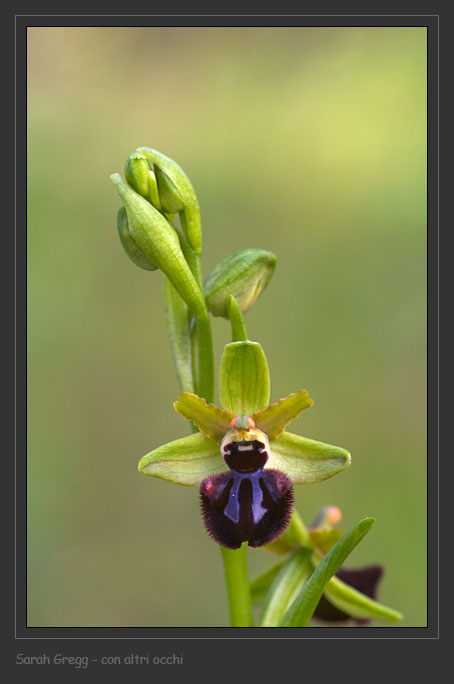 Ophrys sphegodes