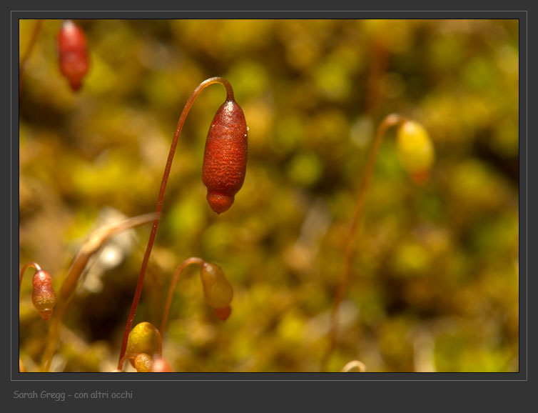 Muschio sul tronco bruciato