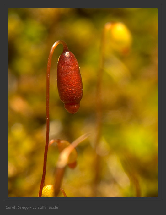 Muschio sul tronco bruciato