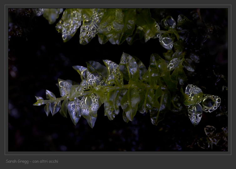 Muschio imbevuto d''acqua