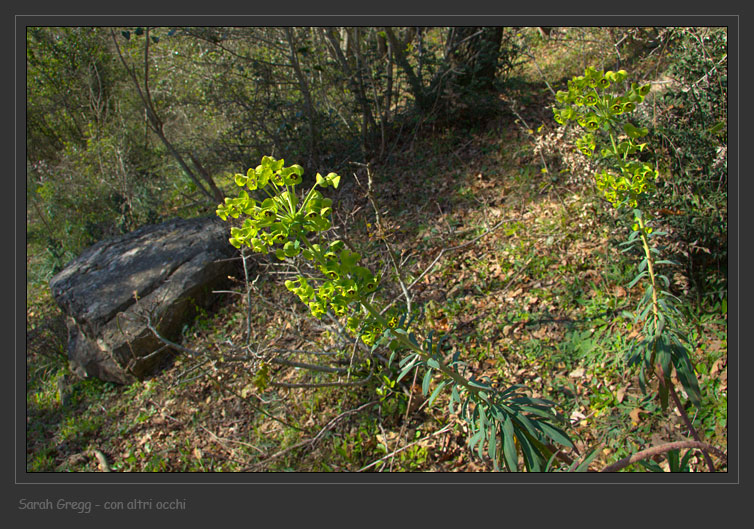 Euphorbia characias / Euforbia cespugliosa