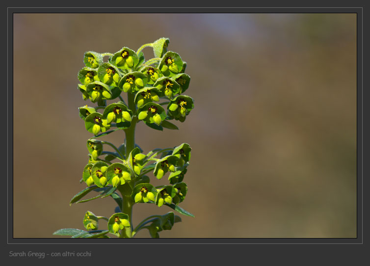 Euphorbia characias / Euforbia cespugliosa