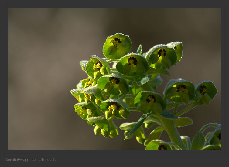 Euphorbia characias / Euforbia cespugliosa