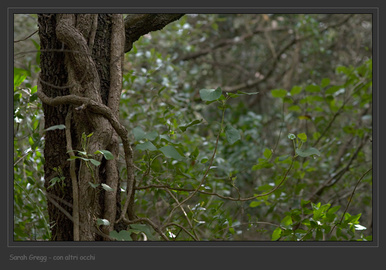 Parmotrema hypoleucinum