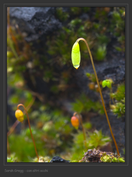 Muschio sul tronco bruciato