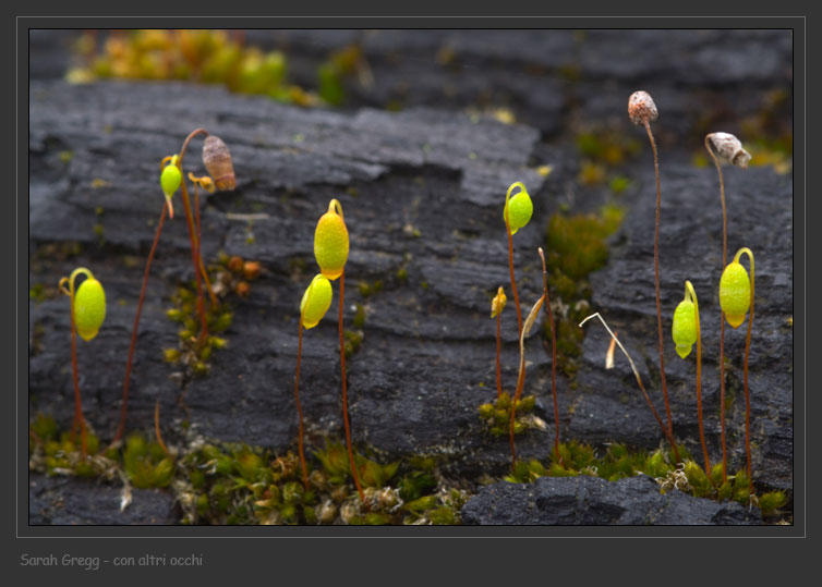 Muschio sul tronco bruciato