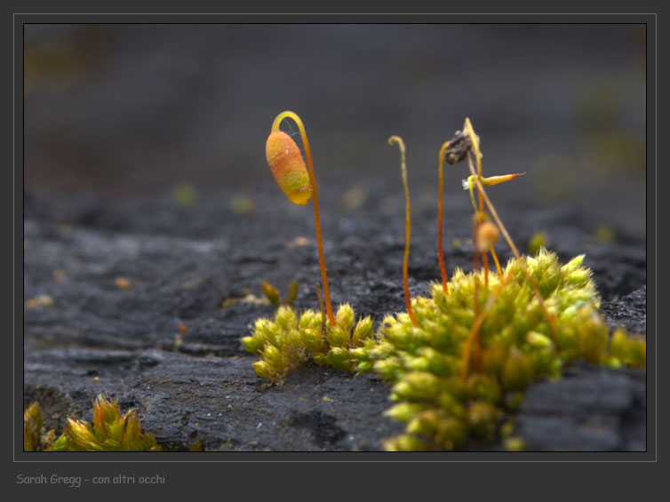 Muschio sul tronco bruciato