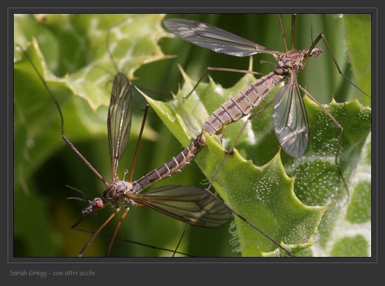 Tre Tipulidae diverse