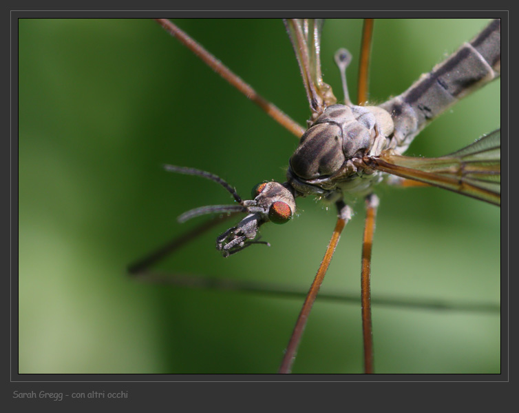 Tre Tipulidae diverse