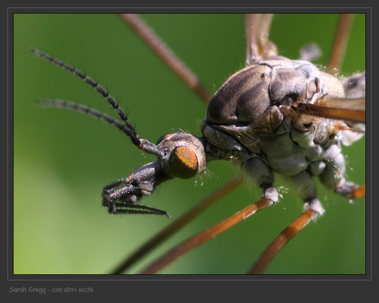 Tre Tipulidae diverse