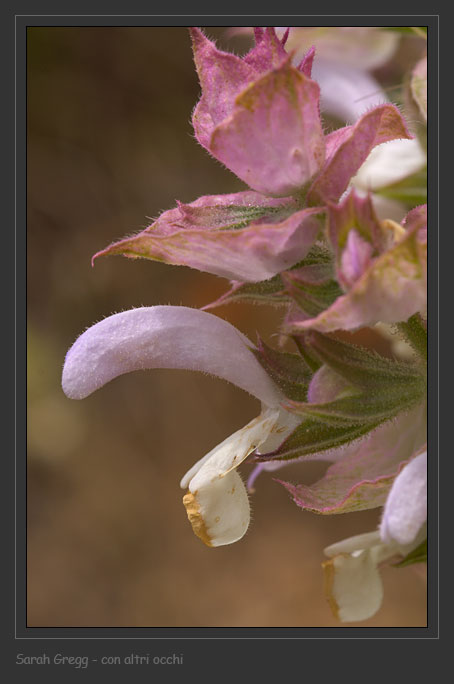 Salvia sclarea / Salvia moscatella