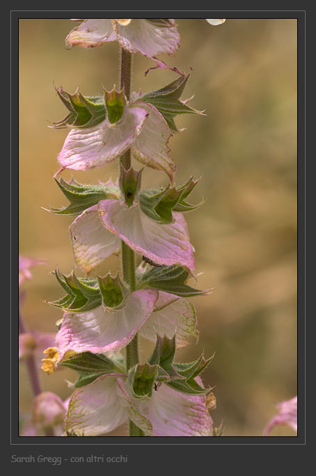 Salvia sclarea / Salvia moscatella