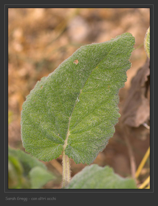 Salvia sclarea / Salvia moscatella