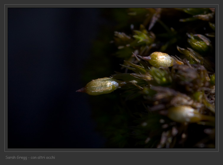 Muschio magellense su roccia arida