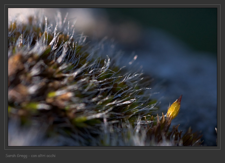 Muschio magellense su roccia arida