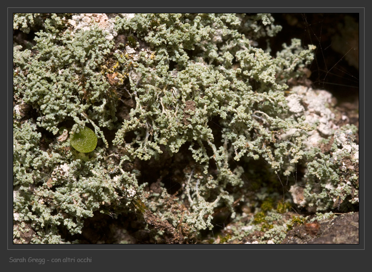 Stereocaulon sp. da Monterano (RM)