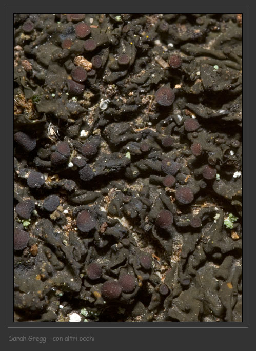 Collema ryssoleum da Monterano (RM)