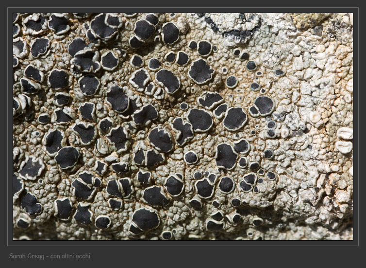 Tephromela atra da Monterano (RM)