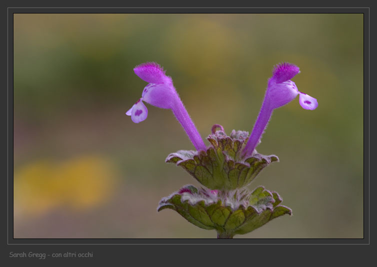Lamium amplexicaule / Falsa-Ortica reniforme