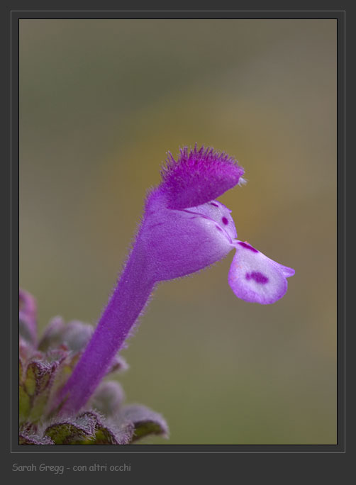 Lamium amplexicaule / Falsa-Ortica reniforme