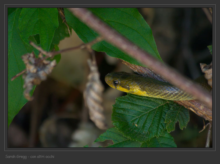 Hierophis viridiflavus