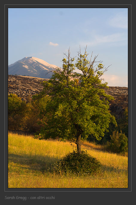 Sorbus domestica / Sorbo comune