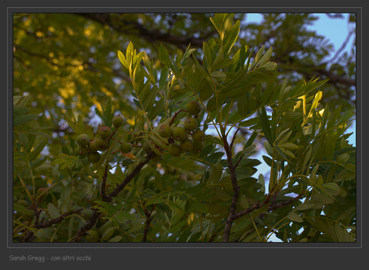 Sorbus domestica / Sorbo comune