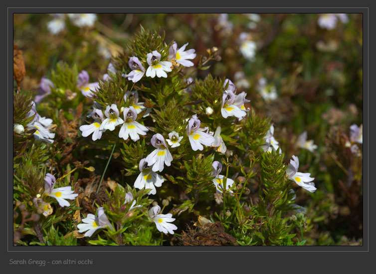 che fiore �? - Euphrasia sp.