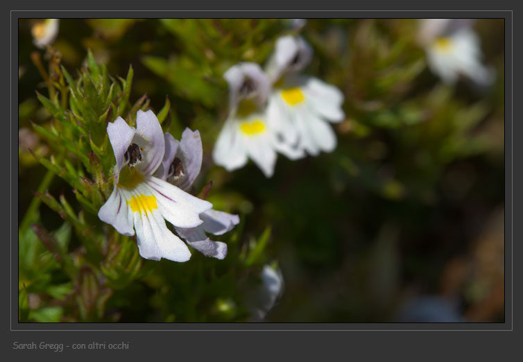 che fiore �? - Euphrasia sp.
