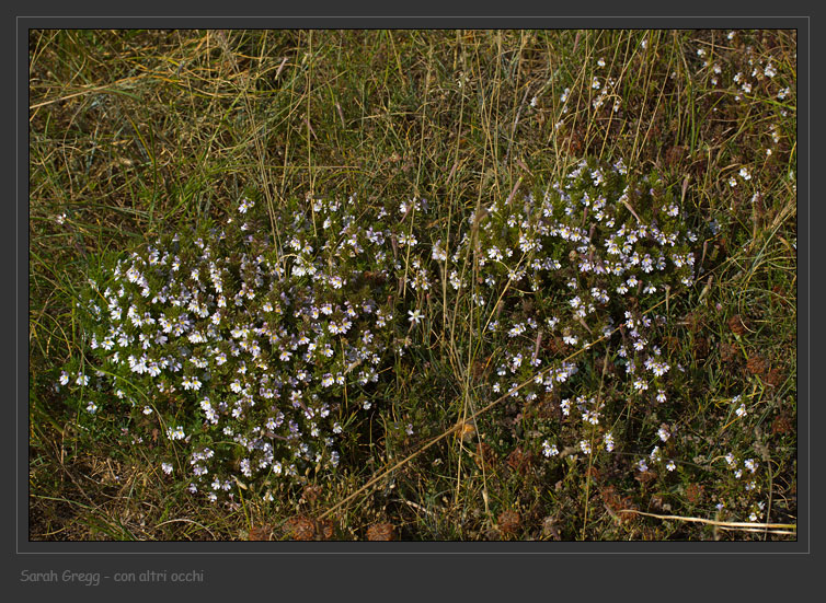 che fiore �? - Euphrasia sp.