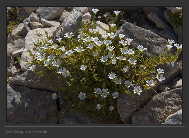 Due fiori magellensi - Cerastium thomasii e Silene pusilla