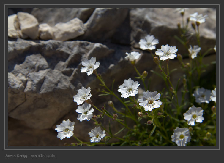 Due fiori magellensi - Cerastium thomasii e Silene pusilla