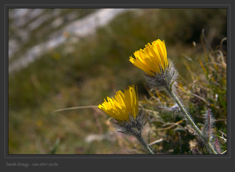 Hieracium pilosum / Sparviere a capolini vellutati
