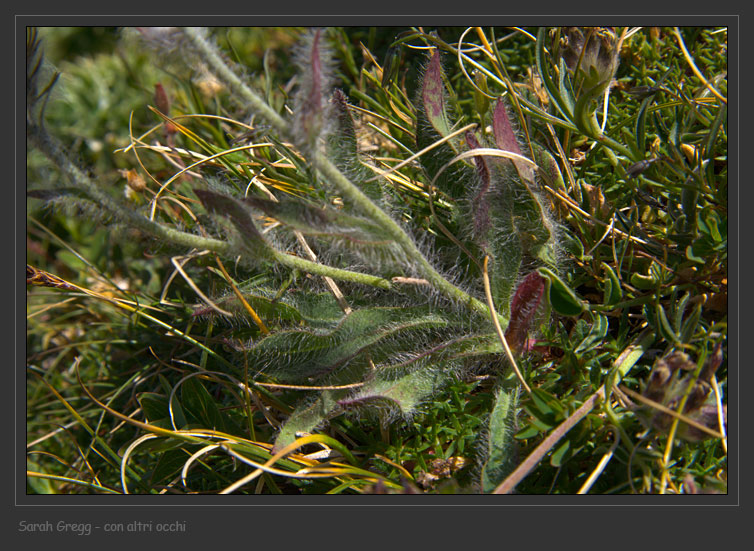 Hieracium pilosum / Sparviere a capolini vellutati
