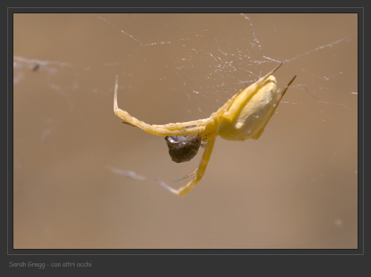 Uloborus sp.