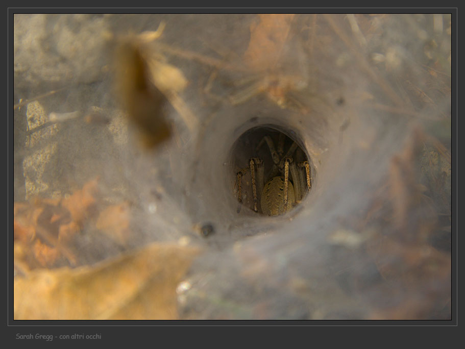 Agelenidae