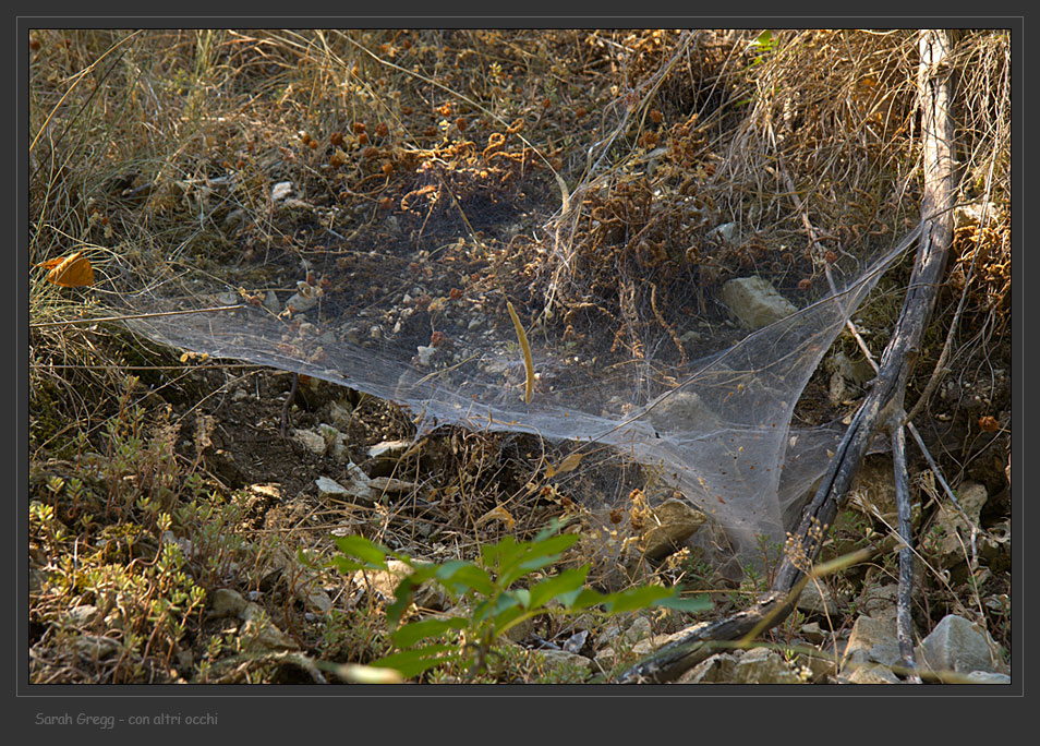Agelenidae