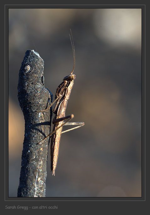 Tre mantidi