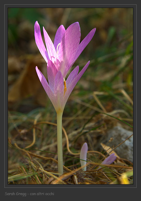 Colchicum autmnale / Colchico autunnale