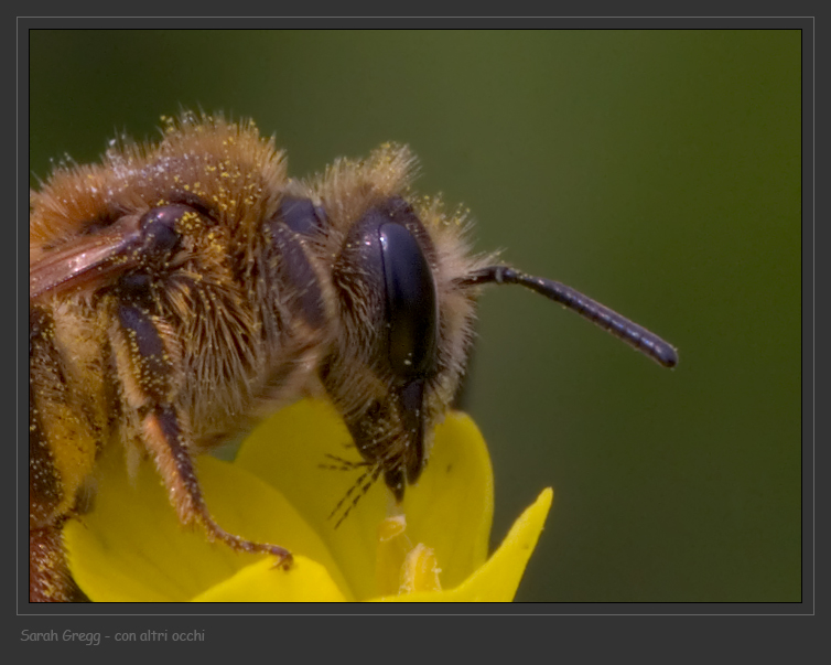 Un''altra Andrena flavipes.
