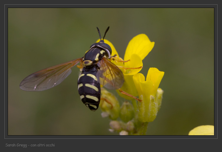 Syrphidae