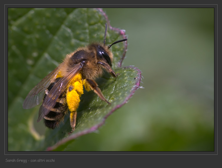 Un''altra Andrena flavipes.