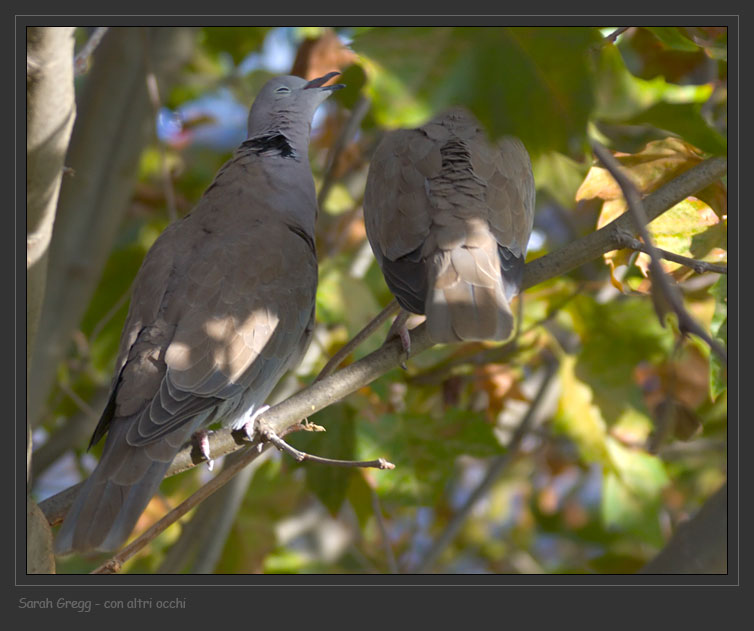 Avifauna humor