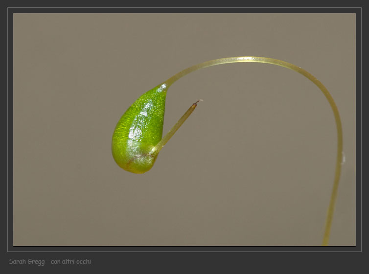 Muschio su terriccio in vaso