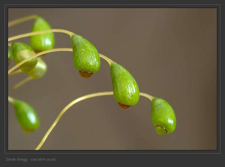 Muschio su terriccio in vaso