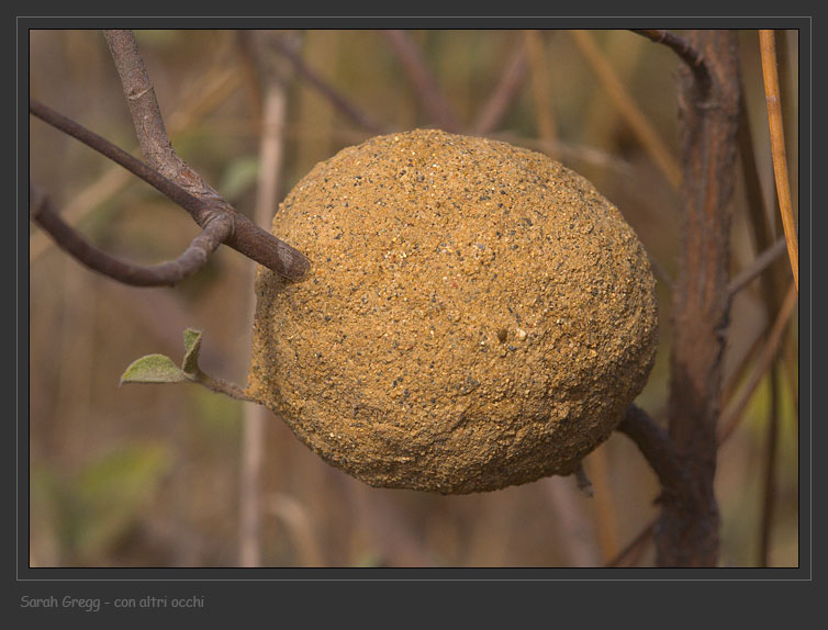 Una palla (nido aereo di Chalicodoma sp.)
