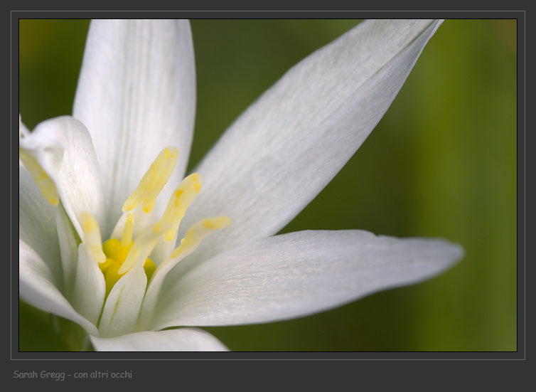 Ornithogalum umbellatum / Latte di gallina comune